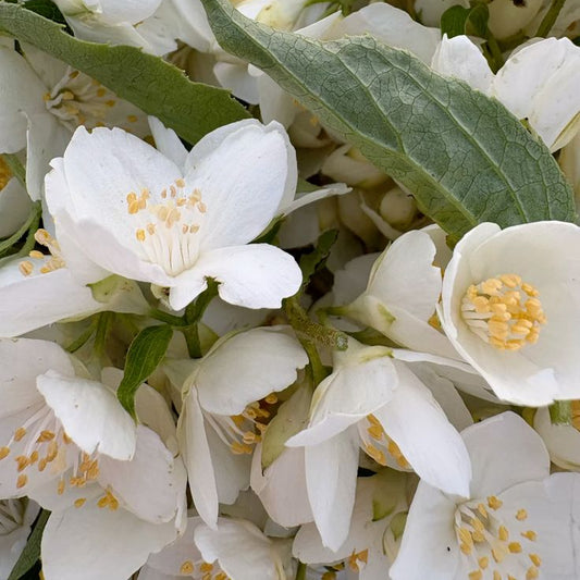 Close-up of white flowers with green leaves