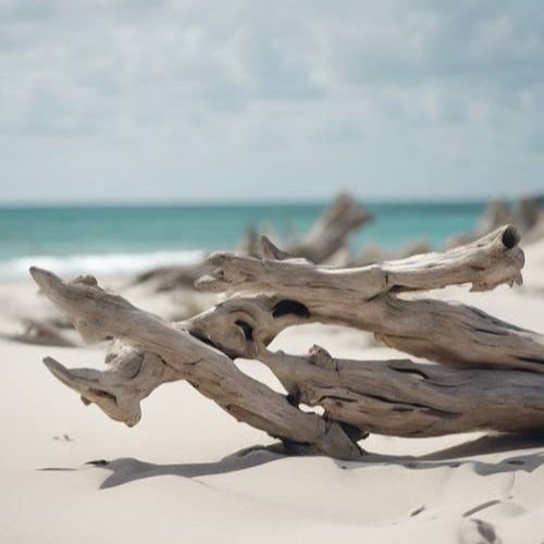 Driftwood on a sandy beach with ocean in the background