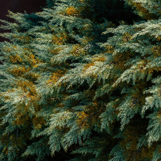 Cypress Ridge [Limited Edition]