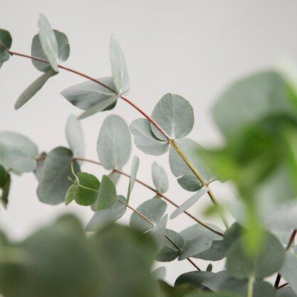 Eucalyptus Mist [Limited Edition]