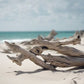 Driftwood on a sandy beach with ocean in the background
